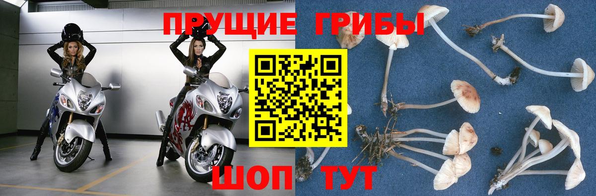 Псилоцибиновые грибы мухоморы Трёхгорный